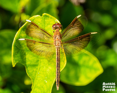 Neurothemis stigmatizans