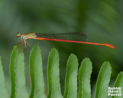 Ceriagrion aeruginosum
