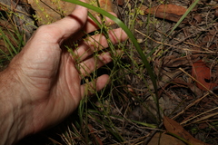 Stackhousia viminea