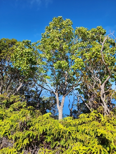 Image of Cheirodendron platyphyllum by (c) Rupert Clayton, some rights reserved (CC BY)