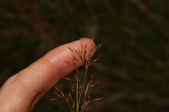 Fimbristylis cinnamometorum