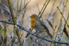 Erithacus rubecula