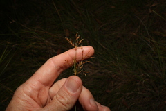 Fimbristylis cinnamometorum