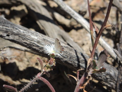 Eicochrysops messapus