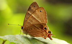 Saribia