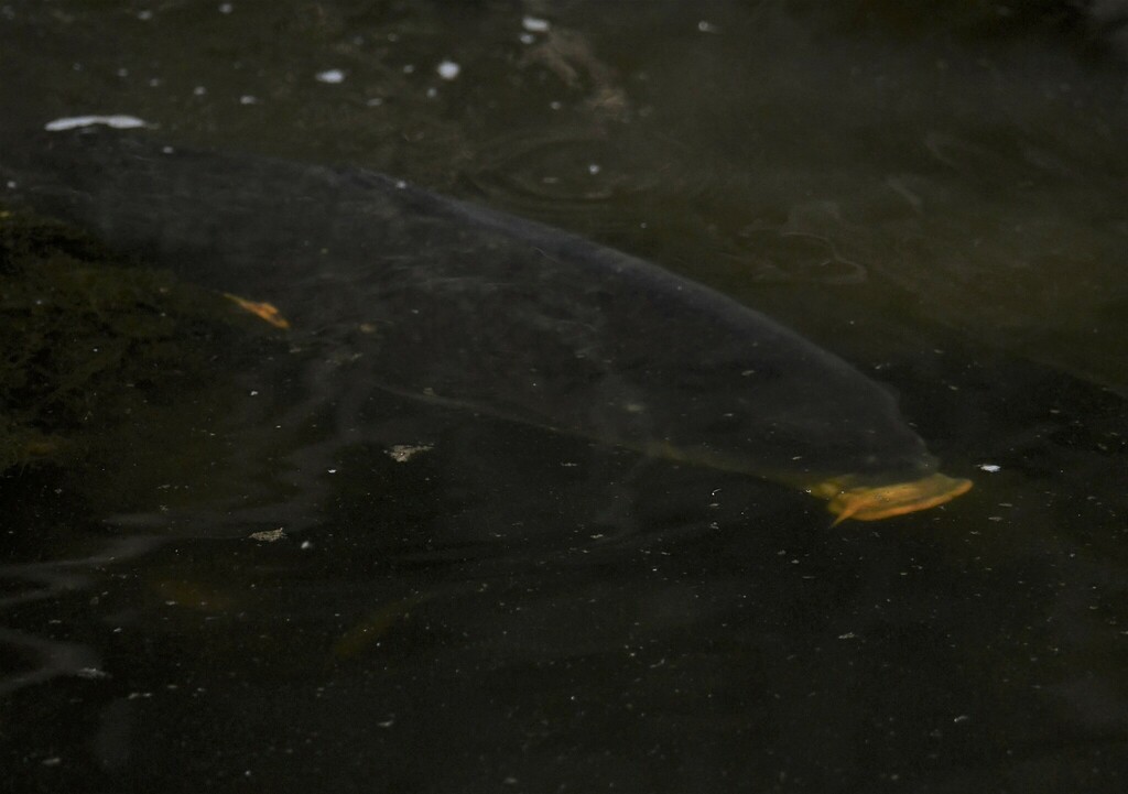 European Carp from Merri Creek, Victoria, Australia on January 16, 2023 ...