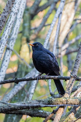 Turdus merula