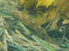 Olisthops cyanomelas