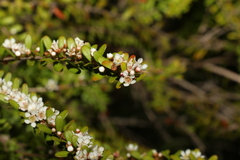 Triplarina volcanica