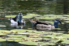 Nettapus coromandelianus