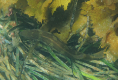 Olisthops cyanomelas