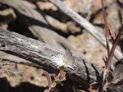 Eicochrysops messapus