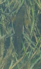 Olisthops cyanomelas