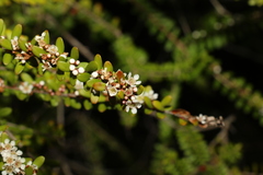 Triplarina volcanica