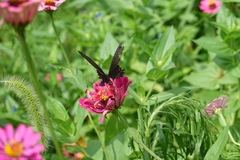 Papilio macilentus