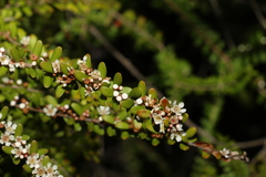 Triplarina volcanica
