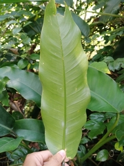 Heliconia rostrata