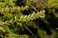 Triplarina volcanica