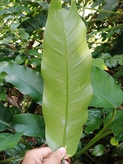 Heliconia rostrata