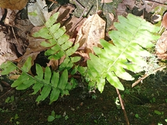Adiantum