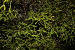 Triplarina volcanica