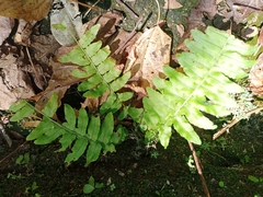Adiantum