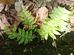 Adiantum