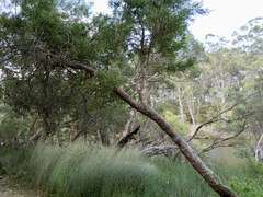 Hakea oleifolia