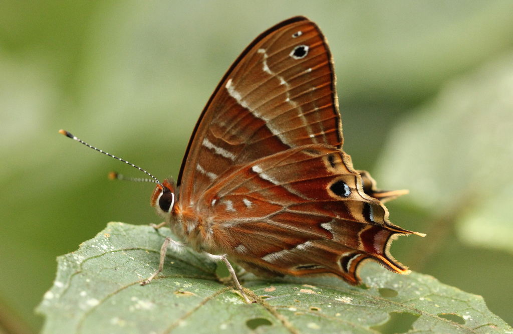 Saribia tepahi
