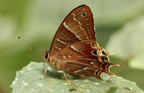 Saribia tepahi