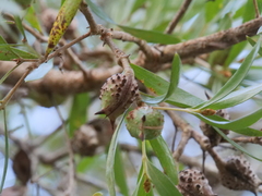 Hakea oleifolia