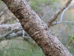 Hakea oleifolia