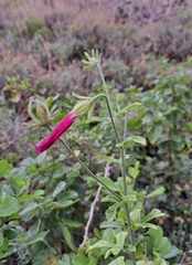 Hibiscus pedunculatus