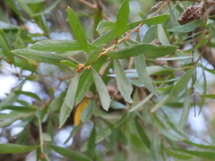 Hakea oleifolia