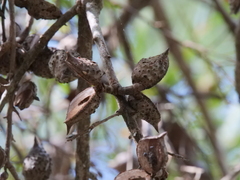 Hakea oleifolia