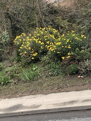 Euryops pectinatus