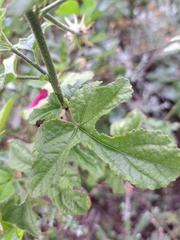 Hibiscus pedunculatus