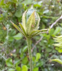 Hibiscus pedunculatus