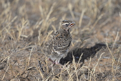 Melanocorypha calandra