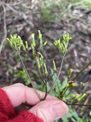 Senecio picridioides