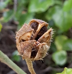 Hibiscus pedunculatus
