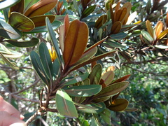 Pycnandra obscurinerva