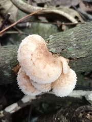 Favolaschia manipularis
