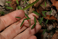 Phyllanthus virgatus