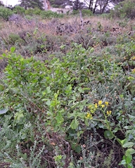 Hibiscus pedunculatus