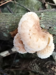 Favolaschia manipularis