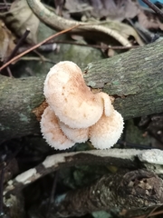 Favolaschia manipularis