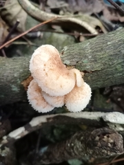 Favolaschia manipularis