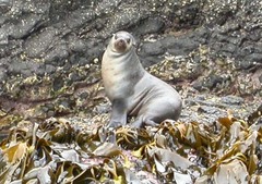 Arctocephalus pusillus