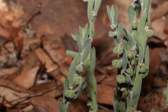 Phyllanthus fuernrohrii